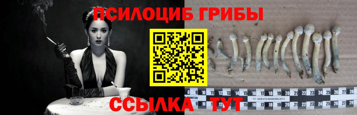 Галлюциногенные грибы Psilocybe  Вход с VPN  Строитель 
